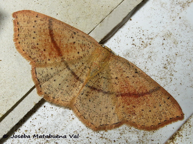 Cyclophora punctaria - Geometridae ?